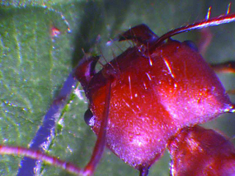 Ant mandibles pack a powerful bite thanks to embedded atoms of zinc.