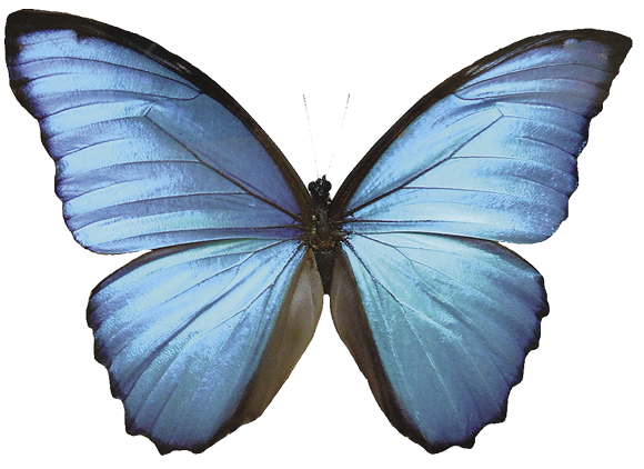 morpho%20butterfly.psd 